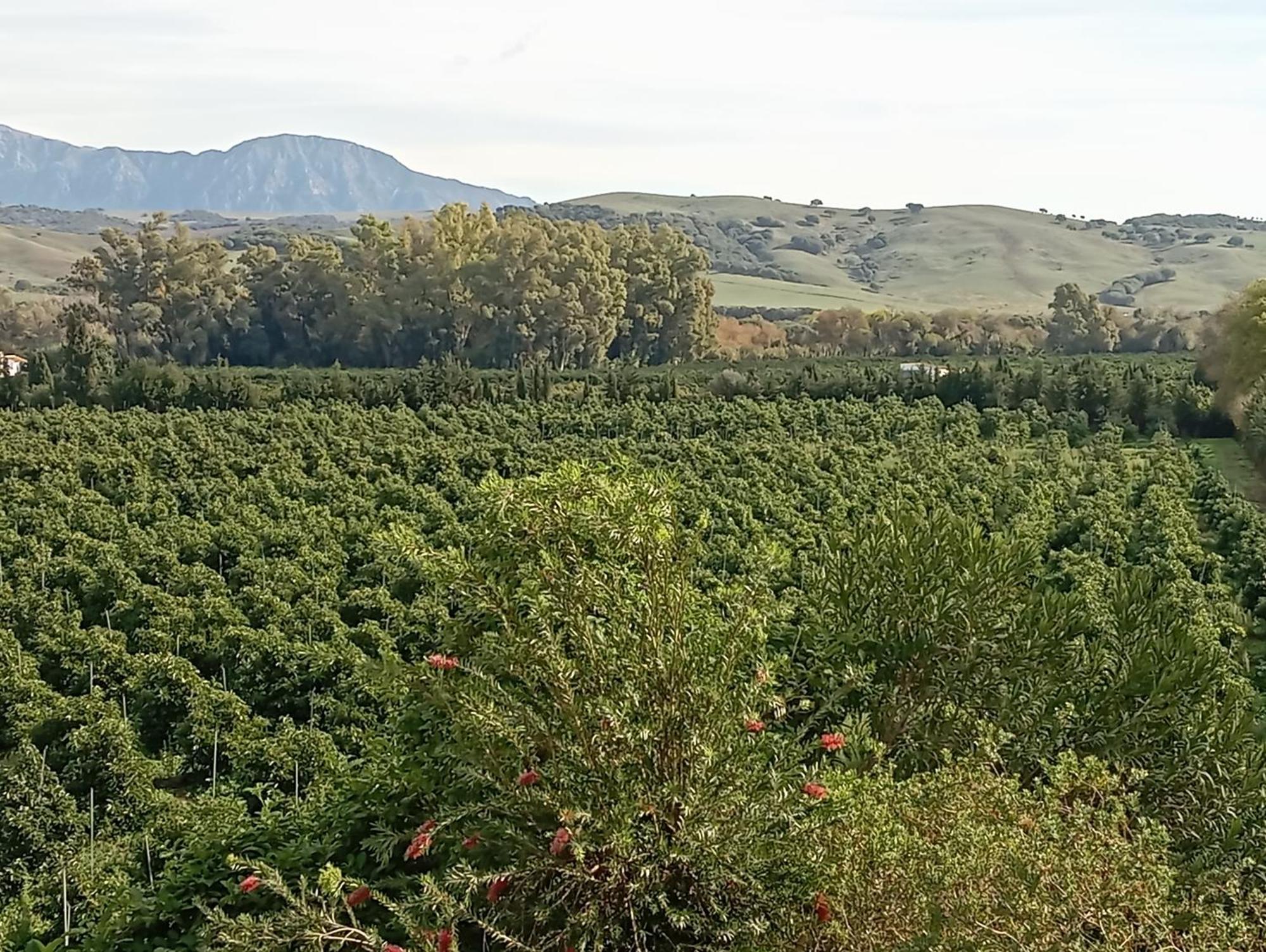Los Dos Cedros San Pablo Екстериор снимка